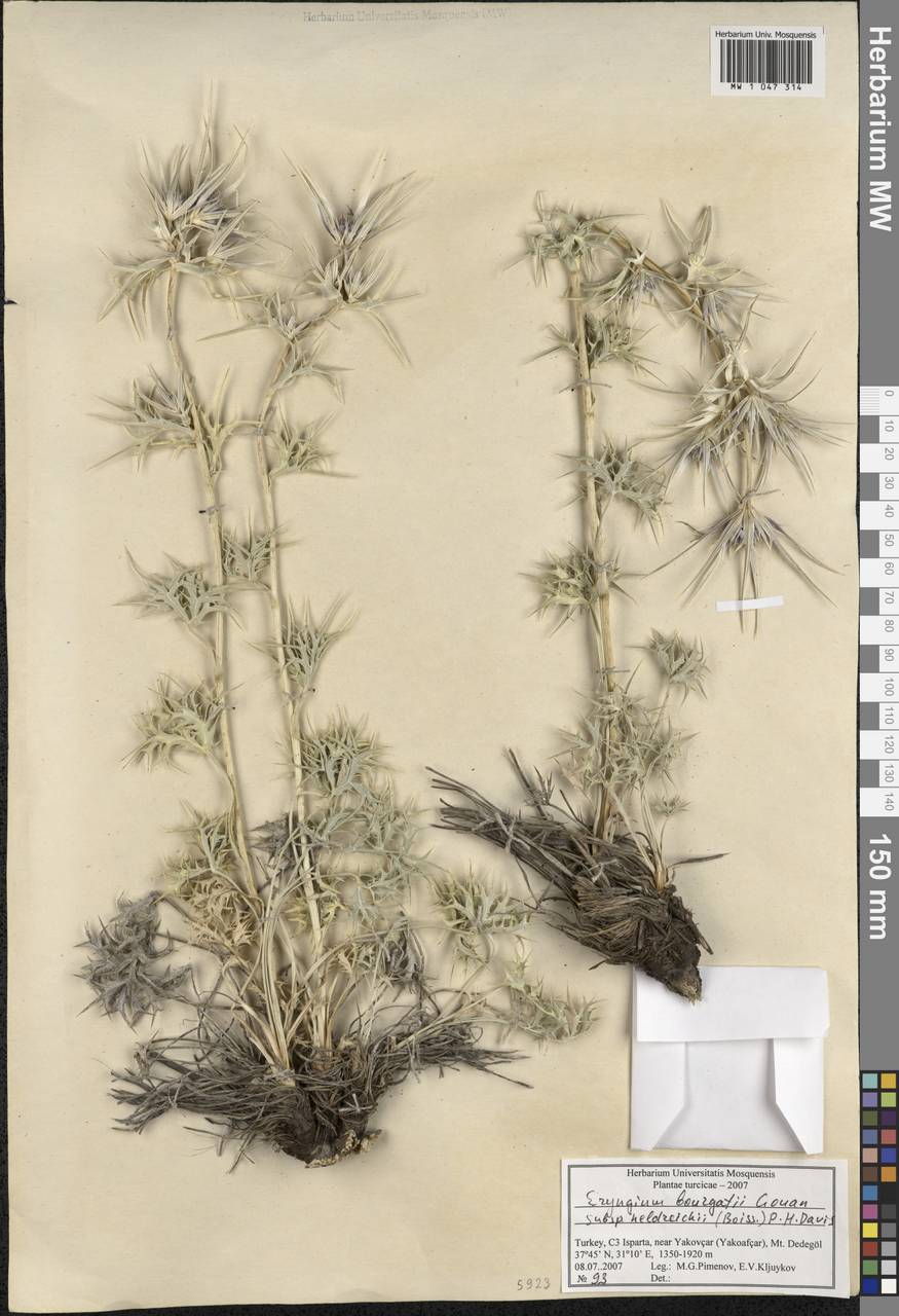 Eryngium heldreichii Boiss., Зарубежная Азия (ASIA) (Турция)