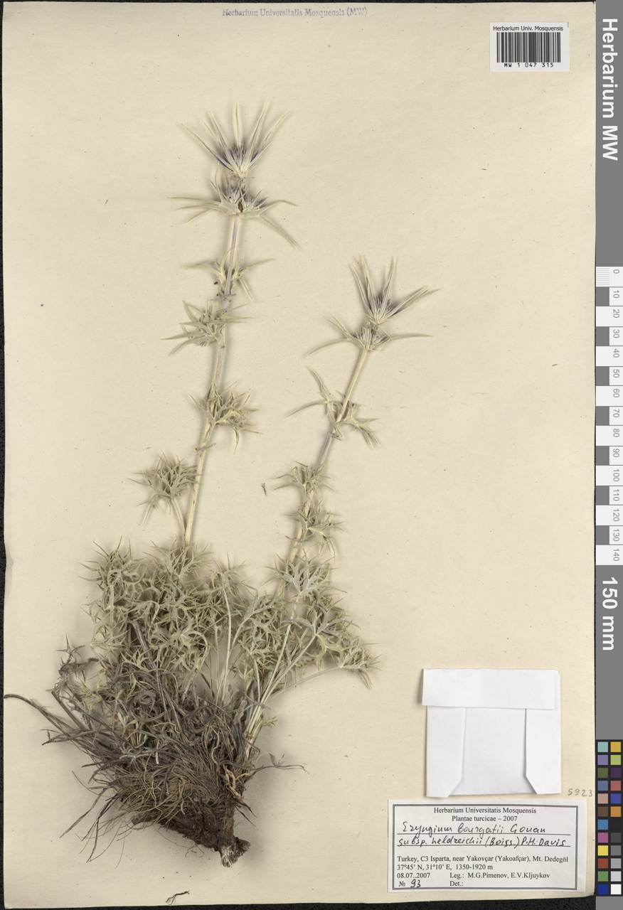 Eryngium heldreichii Boiss., Зарубежная Азия (ASIA) (Турция)