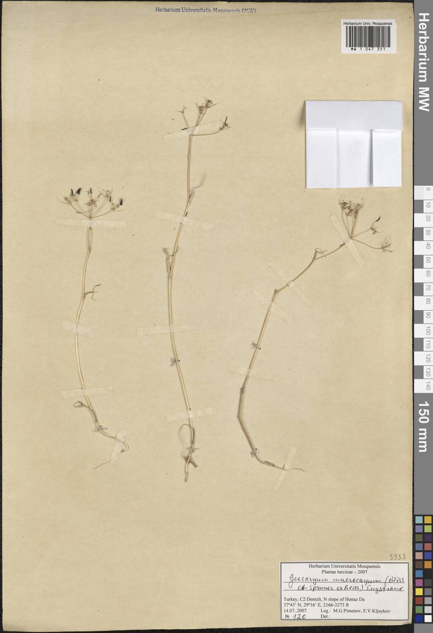 Geocaryum macrocarpum (Boiss. & Spruner) Engstrand, Зарубежная Азия (ASIA) (Турция)