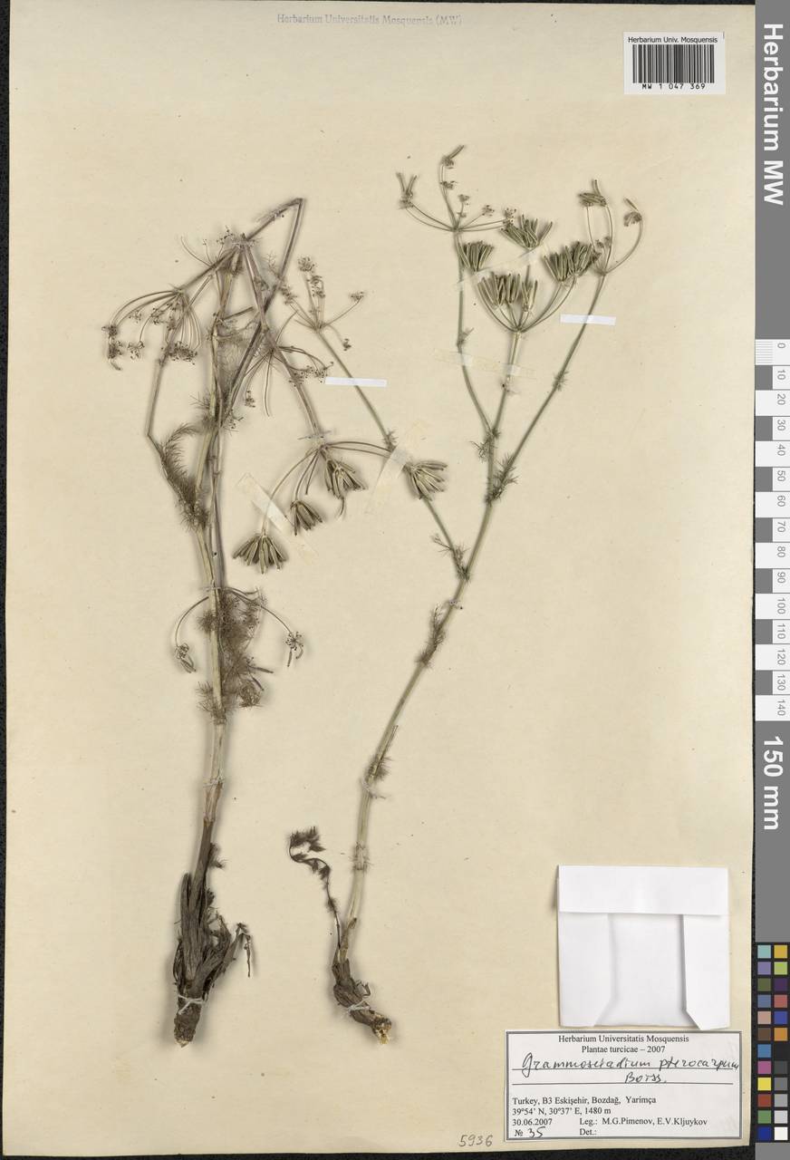 Caropodium pterocarpum subsp. pterocarpum, Зарубежная Азия (ASIA) (Турция)