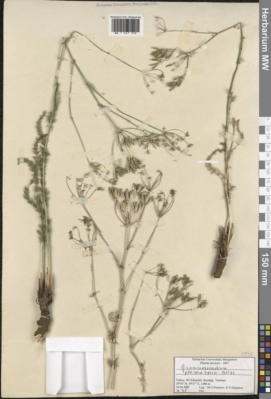 Caropodium pterocarpum subsp. pterocarpum, Зарубежная Азия (ASIA) (Турция)