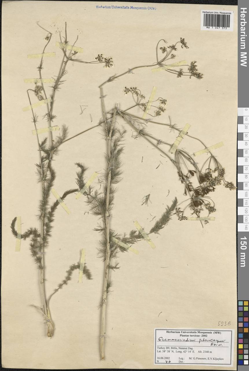 Caropodium pterocarpum subsp. pterocarpum, Зарубежная Азия (ASIA) (Турция)