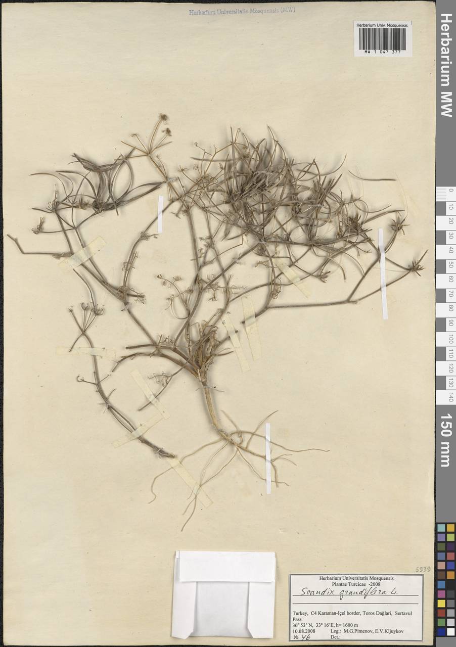 Scandix australis subsp. grandiflora (L.) Thell., Зарубежная Азия (ASIA) (Турция)