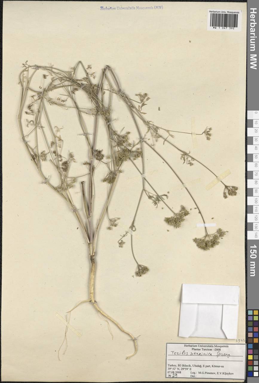 Пупырник украинский Spreng., Зарубежная Азия (ASIA) (Турция)
