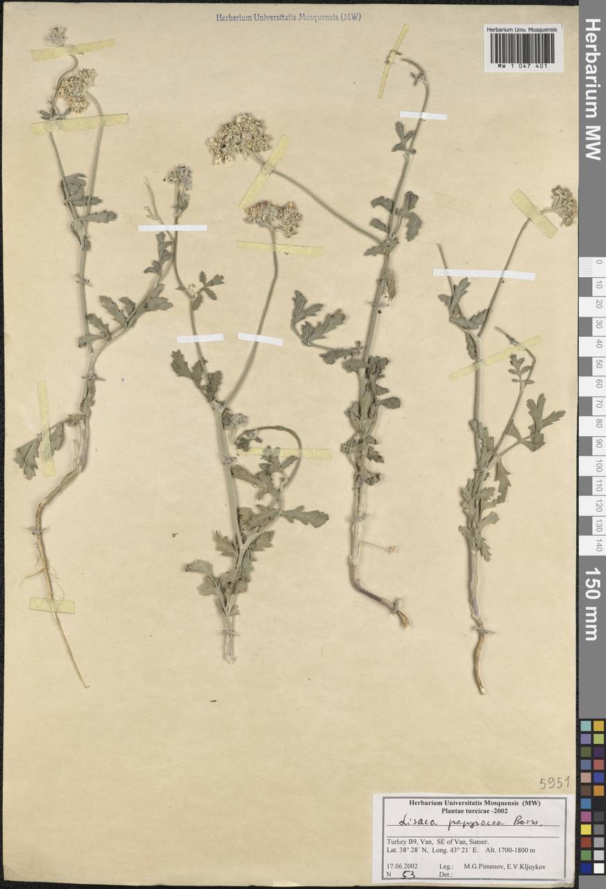 Лизея бумажная Boiss., Зарубежная Азия (ASIA) (Турция)