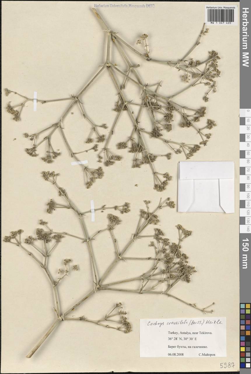 Cachrys crassiloba (Boiss.) Meikle, Зарубежная Азия (ASIA) (Турция)