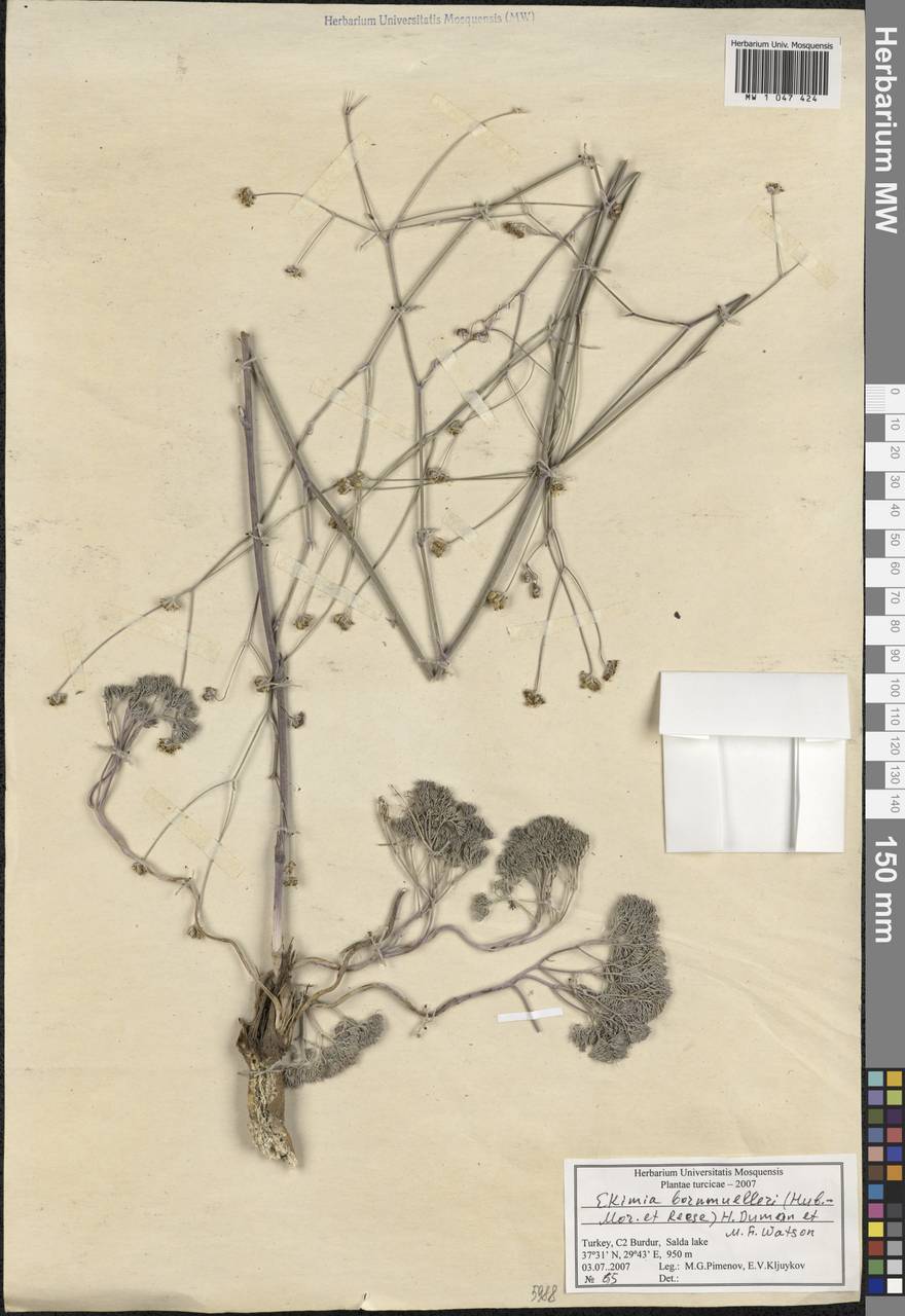 Ekimia bornmuelleri (Hub.-Mor. & Reese) H. Duman & M. F. Watson, Зарубежная Азия (ASIA) (Турция)