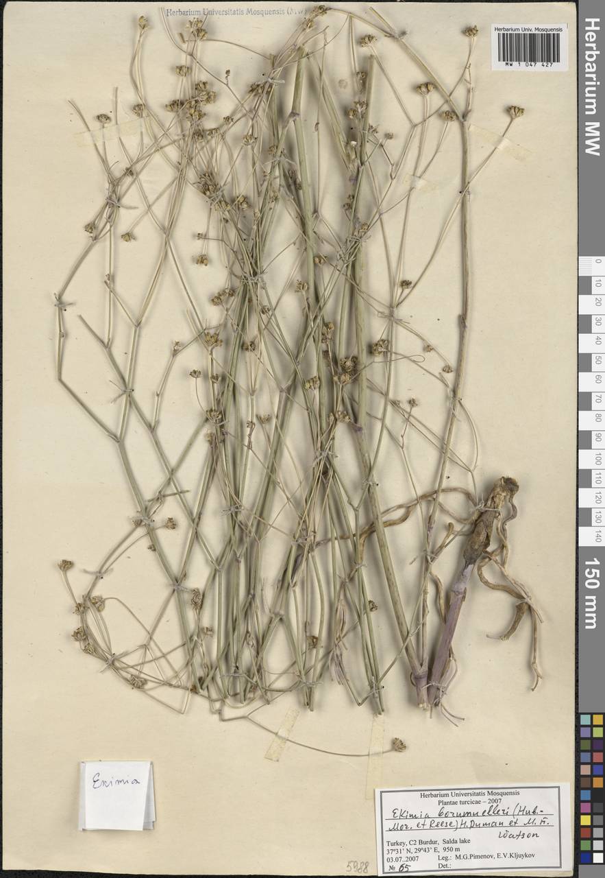 Ekimia bornmuelleri (Hub.-Mor. & Reese) H. Duman & M. F. Watson, Зарубежная Азия (ASIA) (Турция)