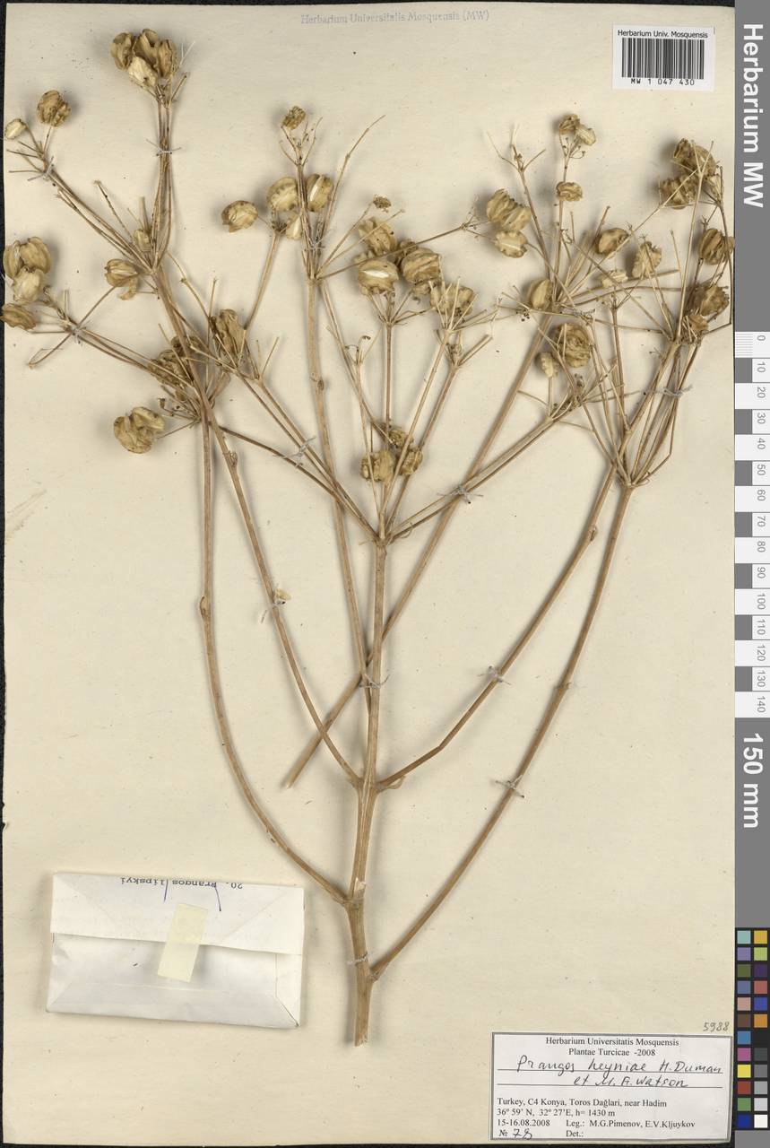 Prangos heyniae H. Duman & M. F. Watson, Зарубежная Азия (ASIA) (Турция)