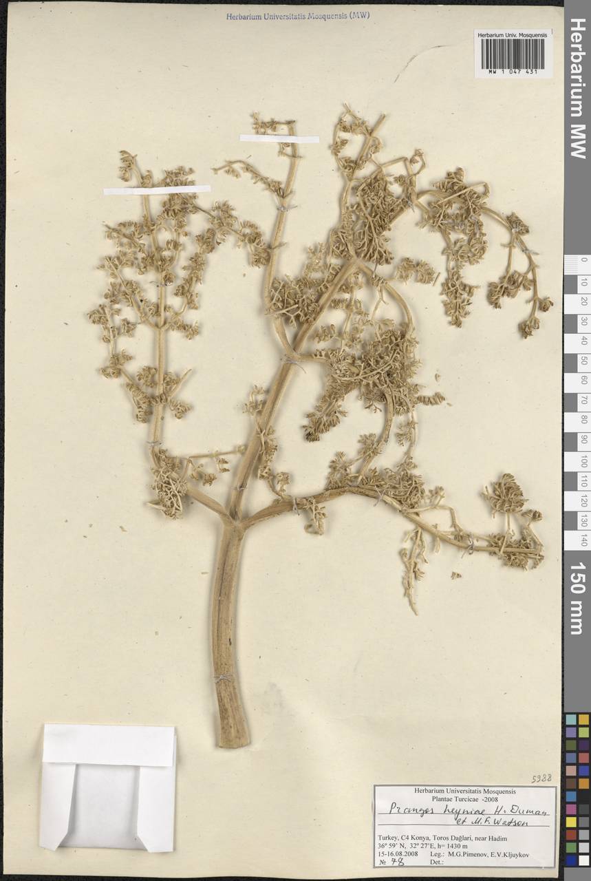 Prangos heyniae H. Duman & M. F. Watson, Зарубежная Азия (ASIA) (Турция)