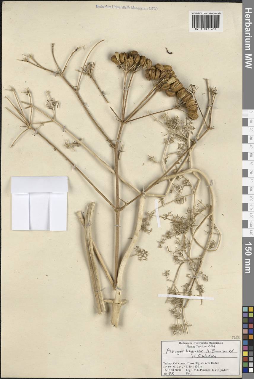 Prangos heyniae H. Duman & M. F. Watson, Зарубежная Азия (ASIA) (Турция)