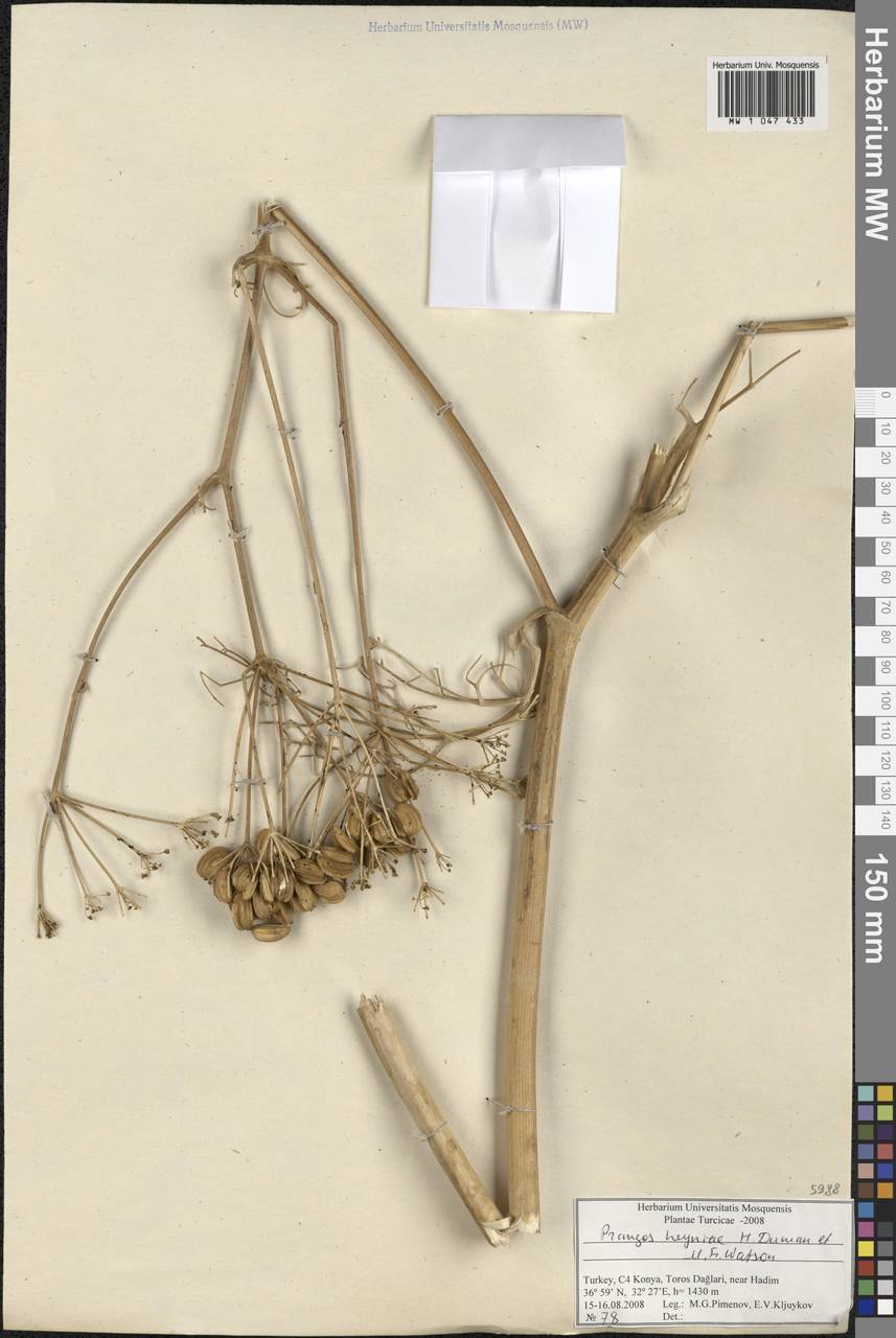 Prangos heyniae H. Duman & M. F. Watson, Зарубежная Азия (ASIA) (Турция)