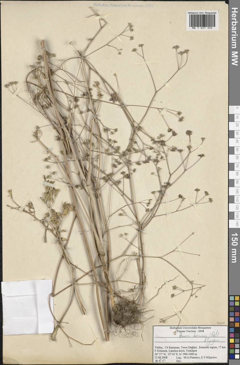 Bunium hermonis (Post) Kljuykov, Зарубежная Азия (ASIA) (Турция)