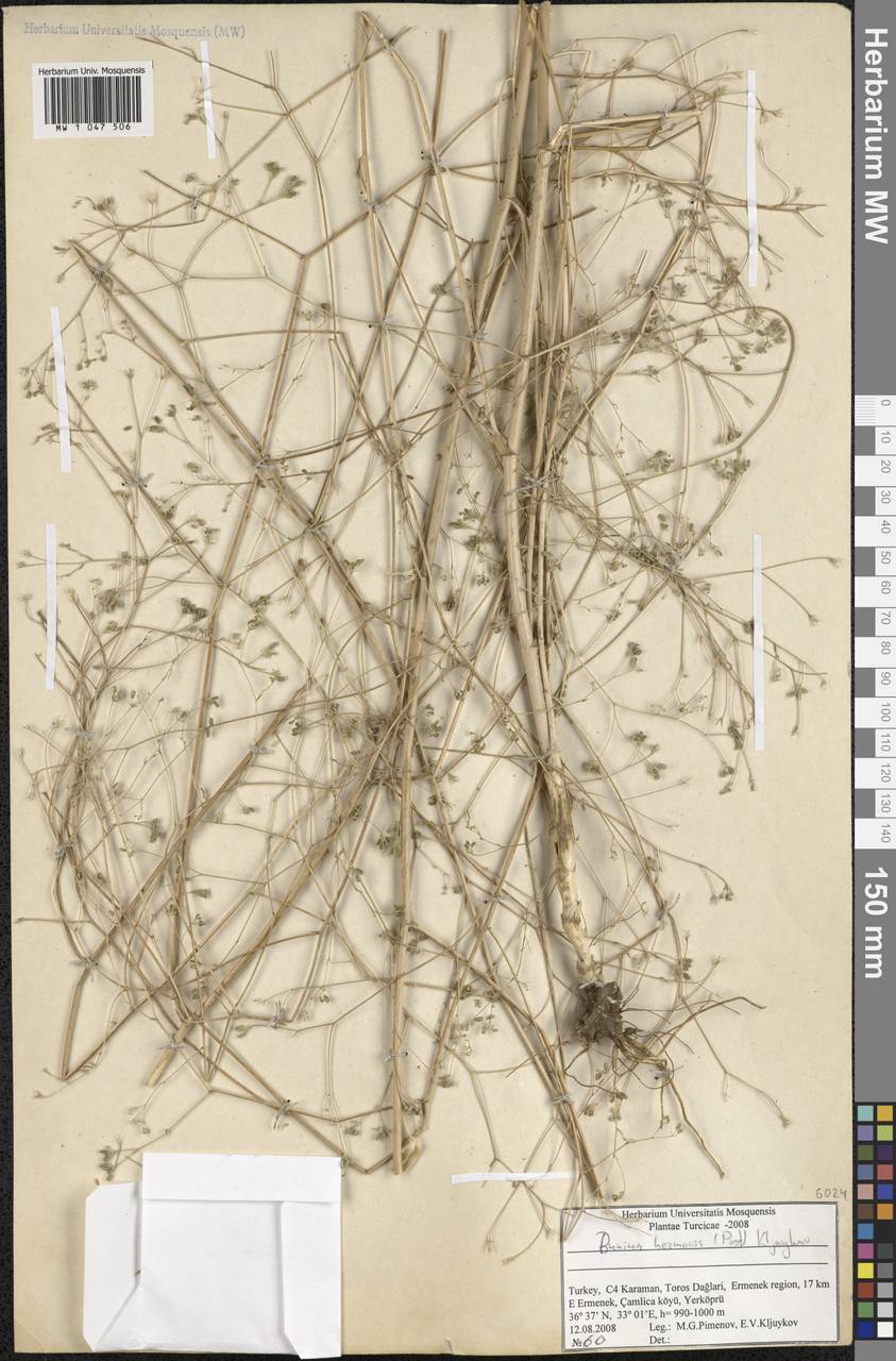 Bunium hermonis (Post) Kljuykov, Зарубежная Азия (ASIA) (Турция)