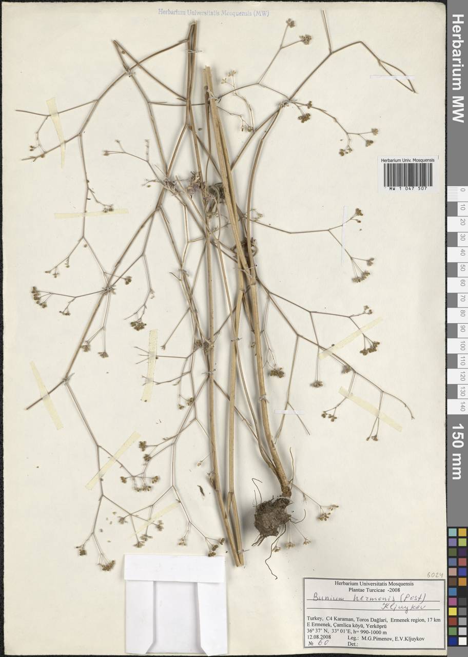 Bunium hermonis (Post) Kljuykov, Зарубежная Азия (ASIA) (Турция)