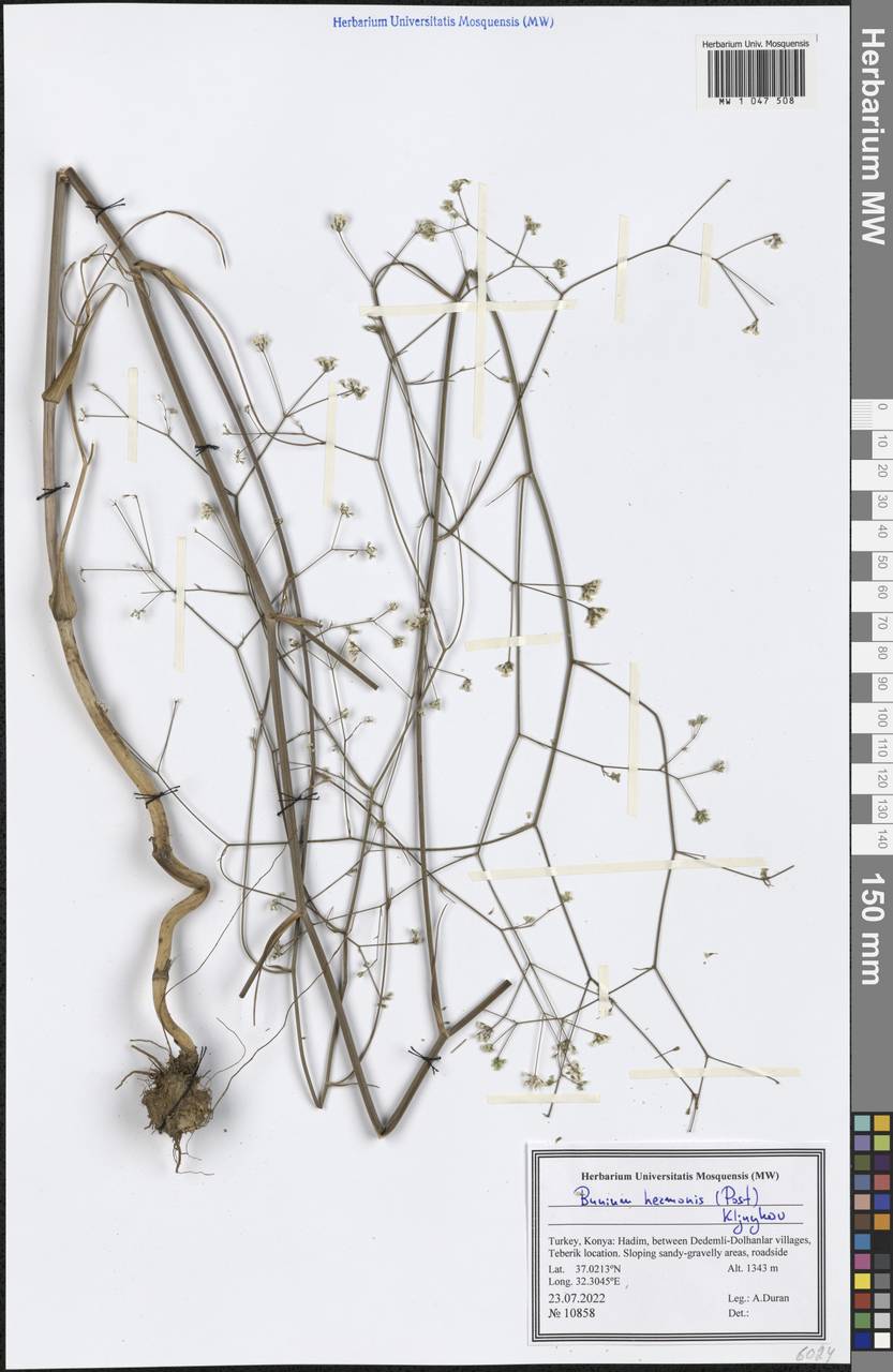 Bunium hermonis (Post) Kljuykov, Зарубежная Азия (ASIA) (Турция)