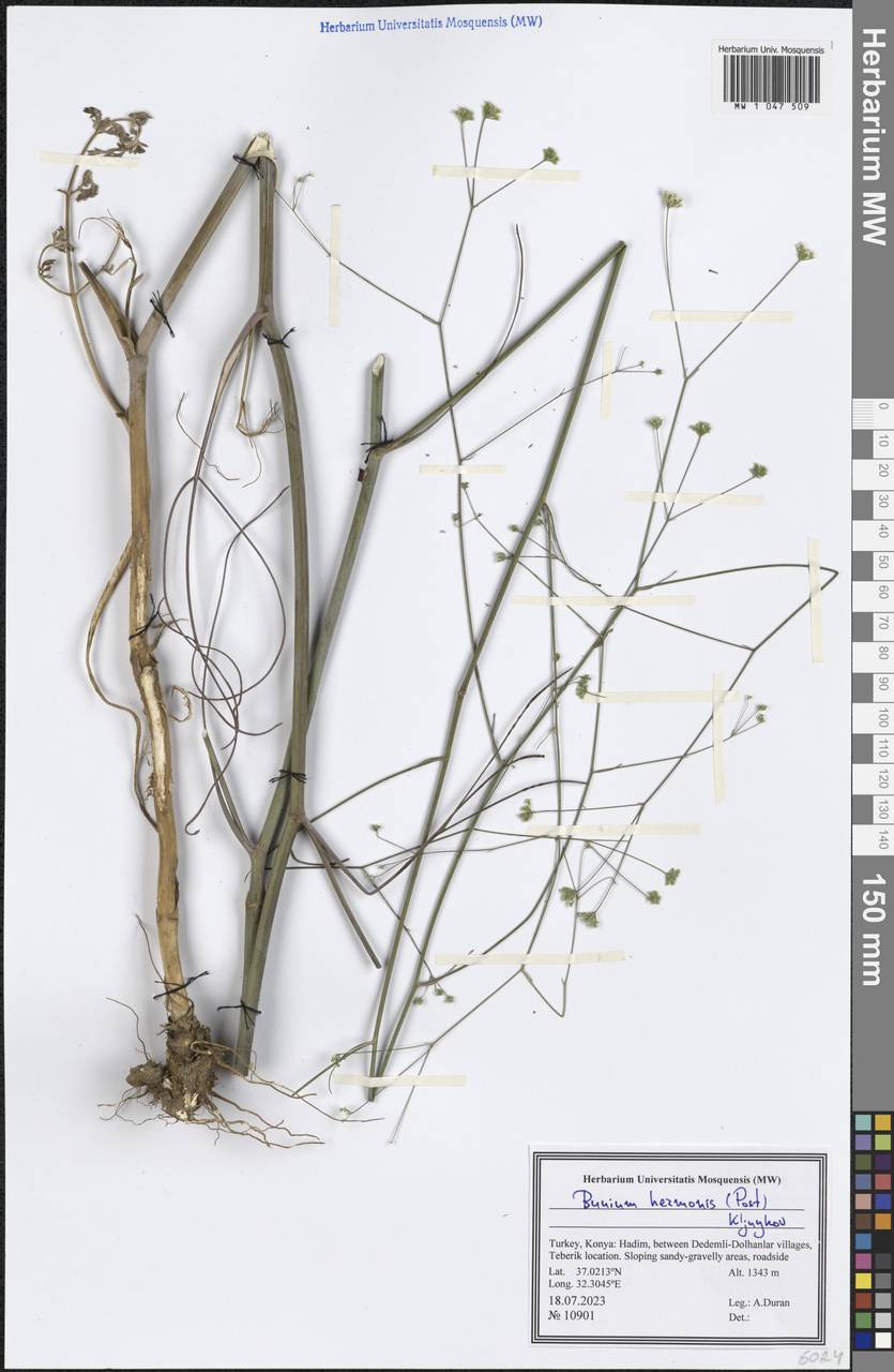 Bunium hermonis (Post) Kljuykov, Зарубежная Азия (ASIA) (Турция)