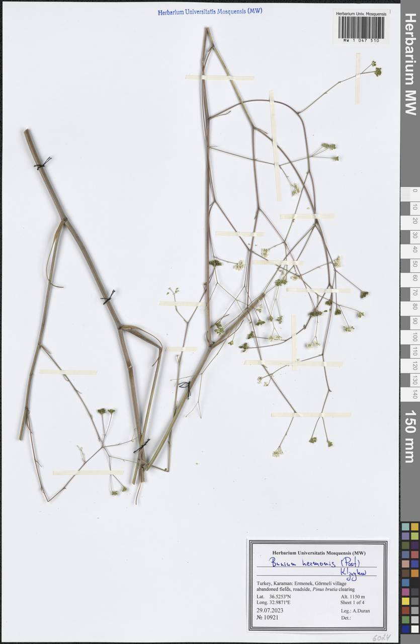 Bunium hermonis (Post) Kljuykov, Зарубежная Азия (ASIA) (Турция)