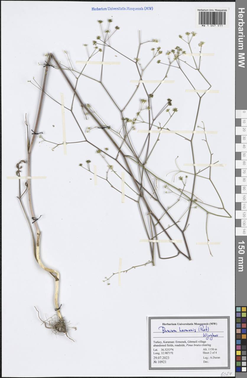 Bunium hermonis (Post) Kljuykov, Зарубежная Азия (ASIA) (Турция)