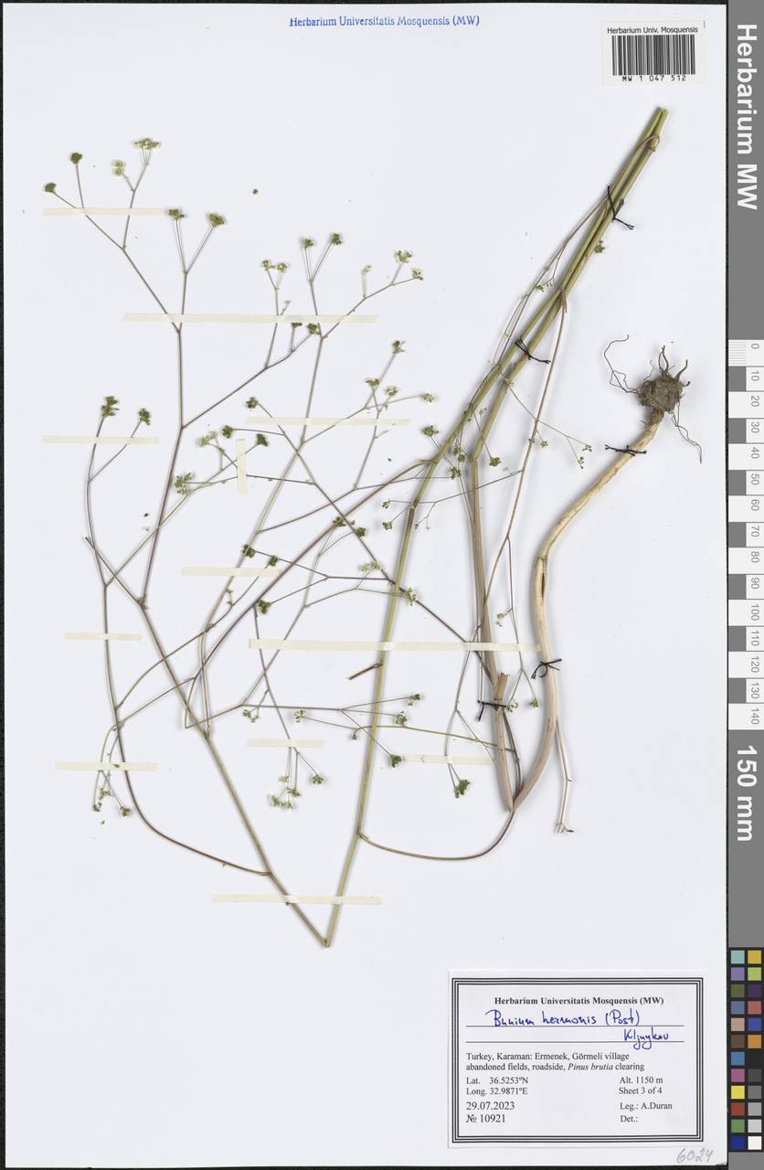 Bunium hermonis (Post) Kljuykov, Зарубежная Азия (ASIA) (Турция)