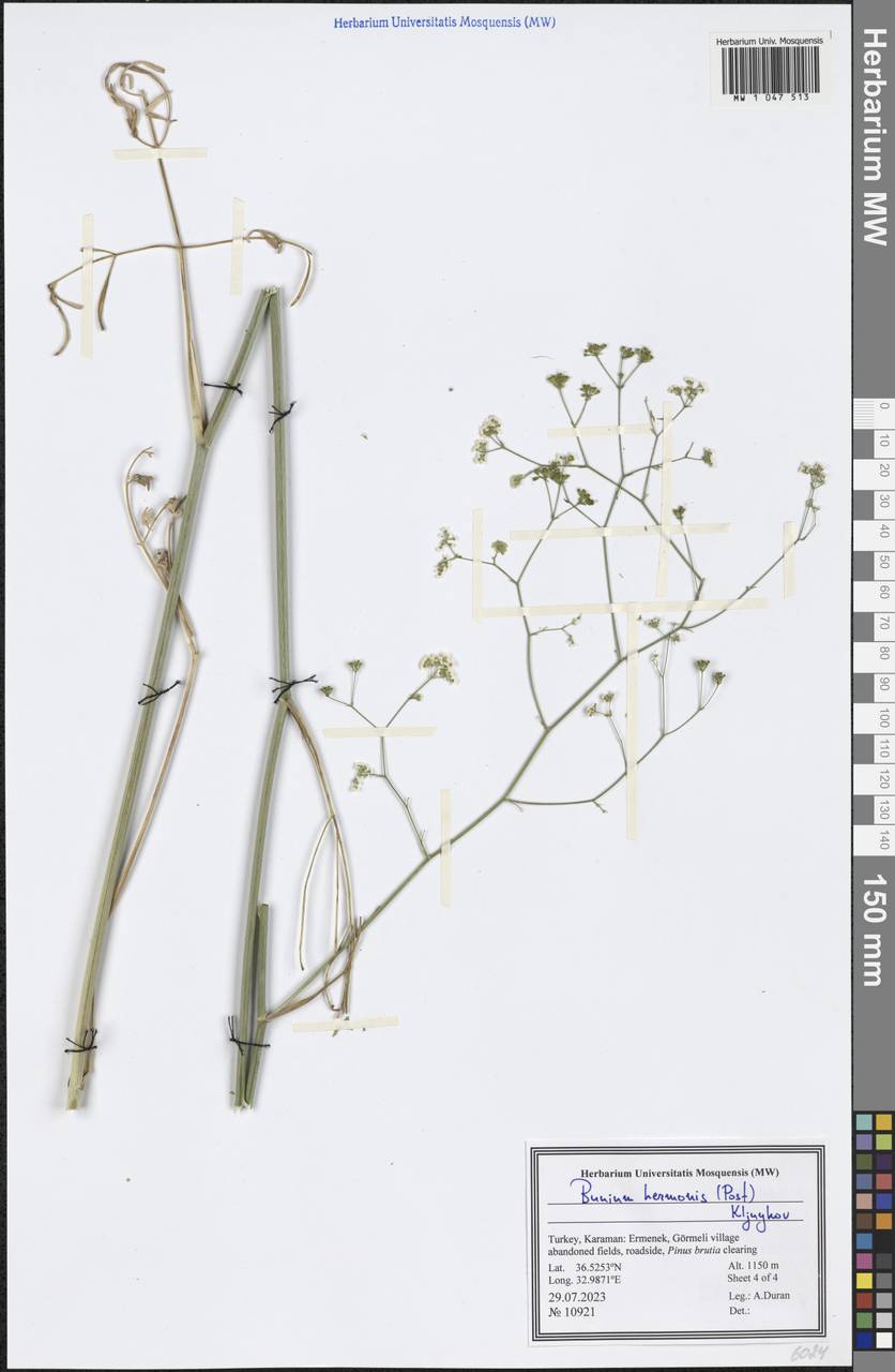 Bunium hermonis (Post) Kljuykov, Зарубежная Азия (ASIA) (Турция)