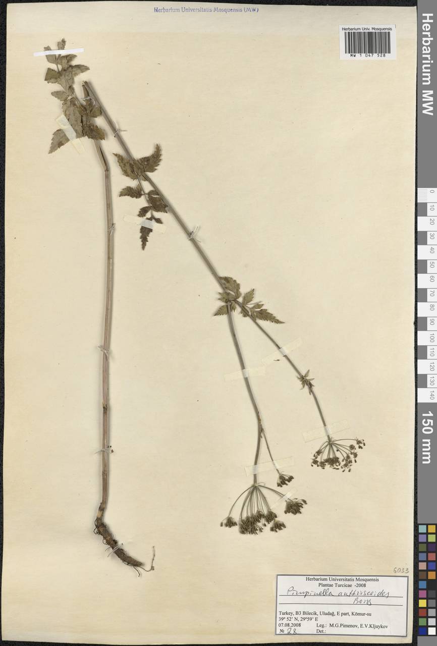 Aegopodium tribracteolatum Schmalh., Зарубежная Азия (ASIA) (Турция)