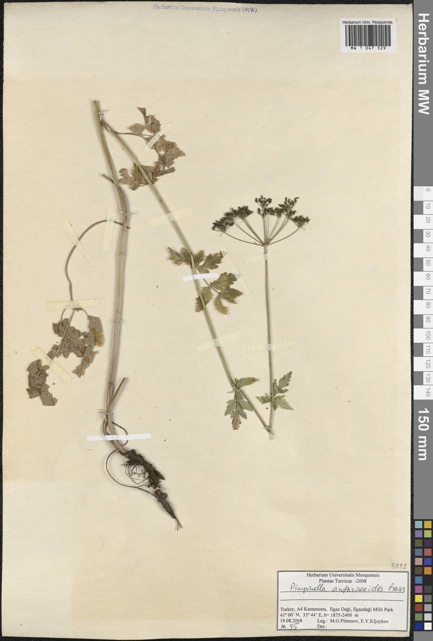 Aegopodium tribracteolatum Schmalh., Зарубежная Азия (ASIA) (Турция)