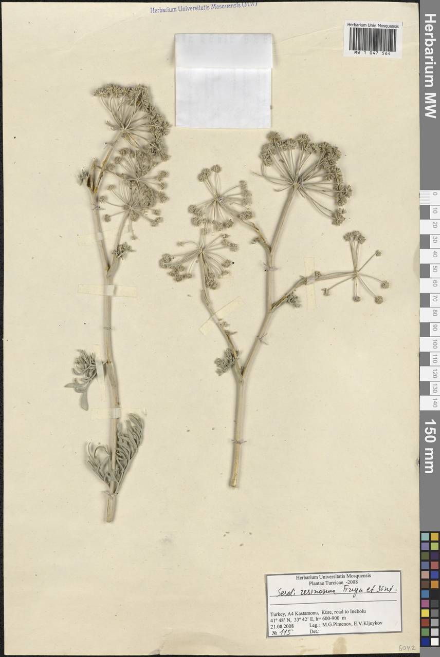 Seseli resinosum Freyn & Sint., Зарубежная Азия (ASIA) (Турция)