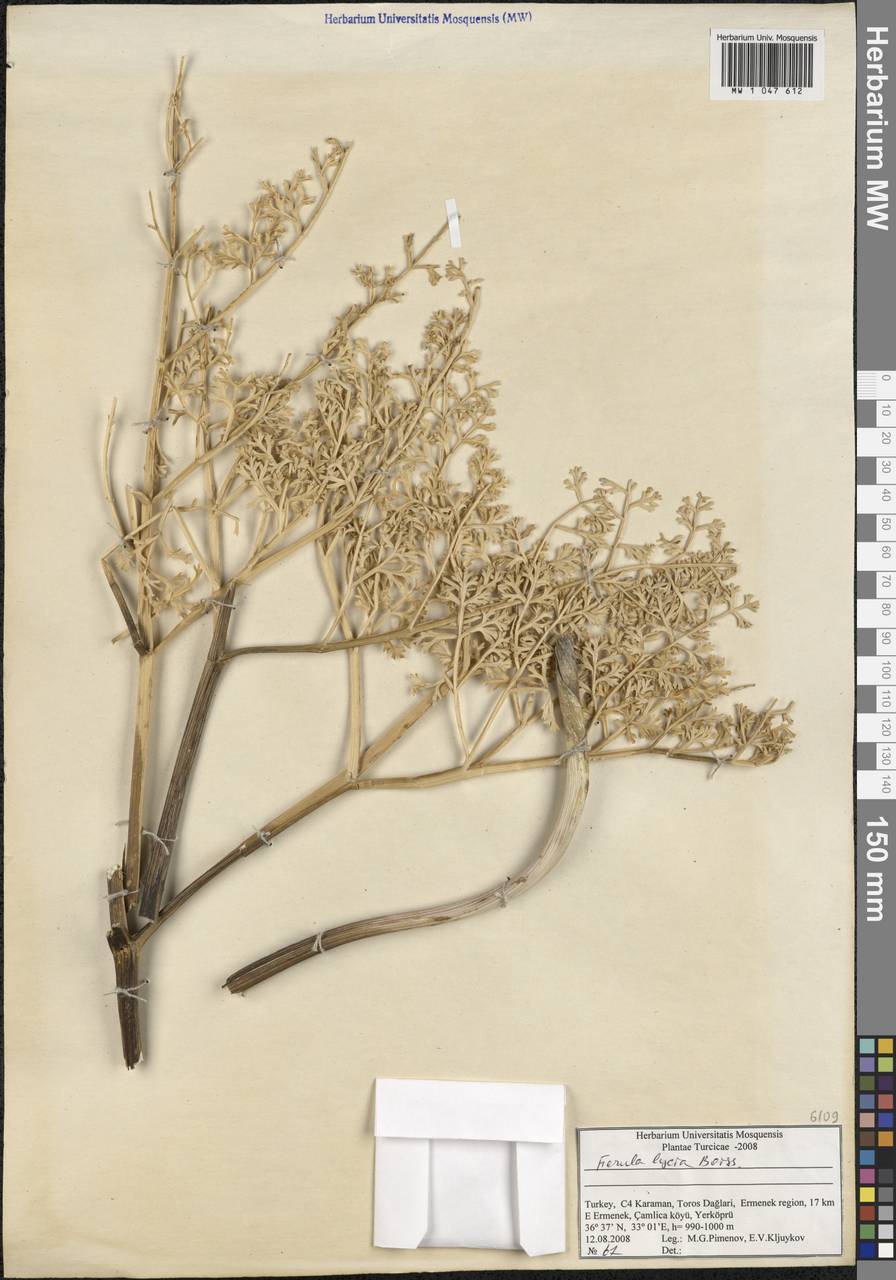 Ferula lycia Boiss., Зарубежная Азия (ASIA) (Турция)