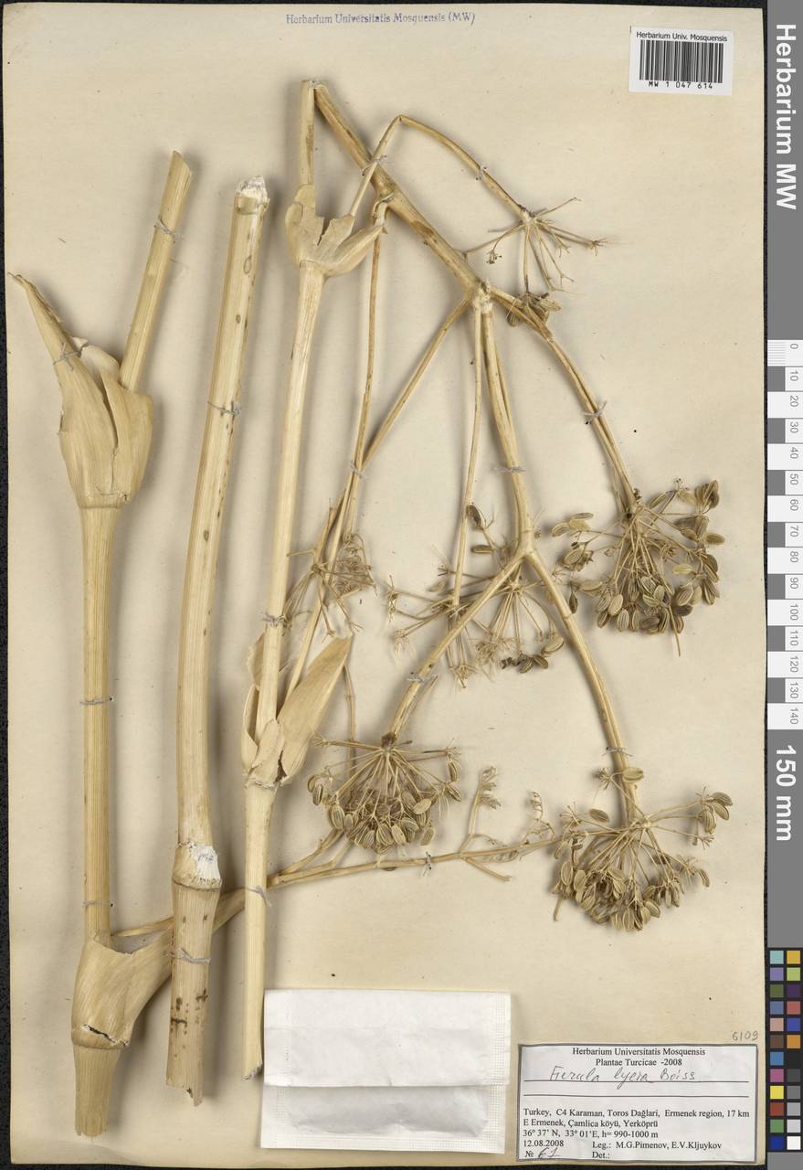 Ferula lycia Boiss., Зарубежная Азия (ASIA) (Турция)