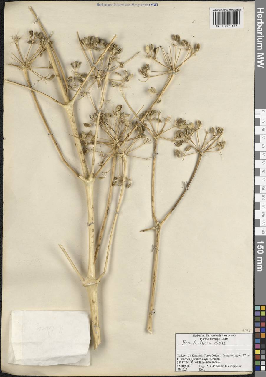 Ferula lycia Boiss., Зарубежная Азия (ASIA) (Турция)