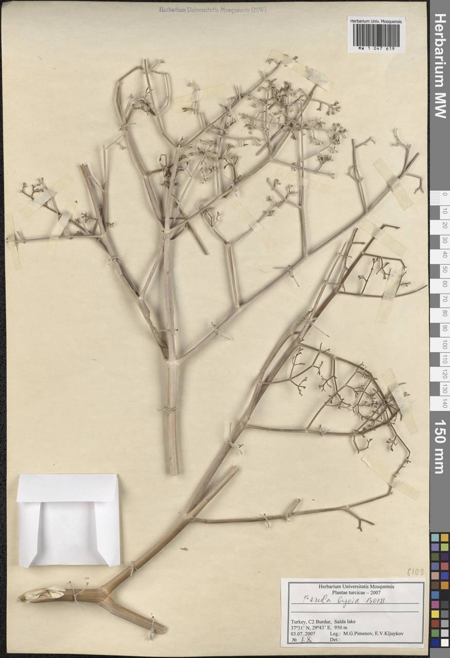 Ferula lycia Boiss., Зарубежная Азия (ASIA) (Турция)