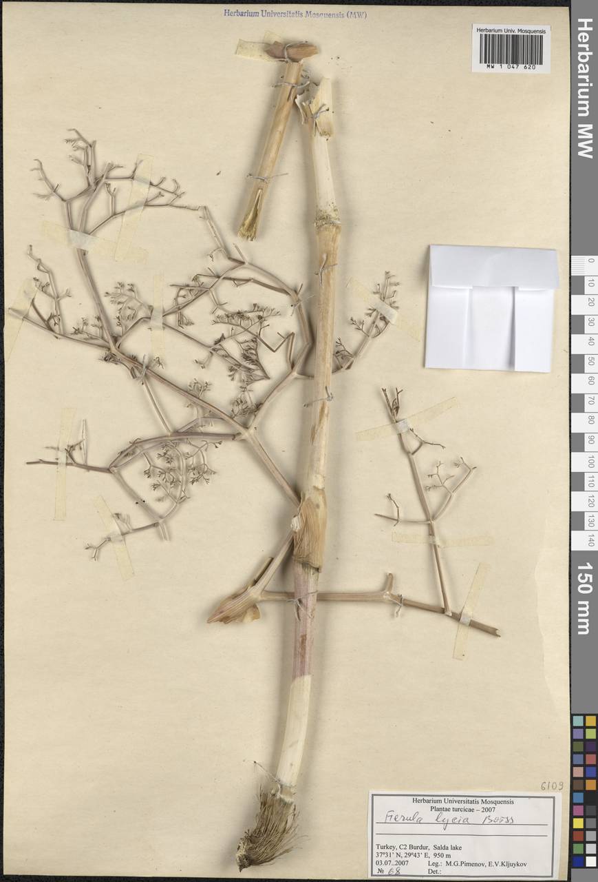 Ferula lycia Boiss., Зарубежная Азия (ASIA) (Турция)