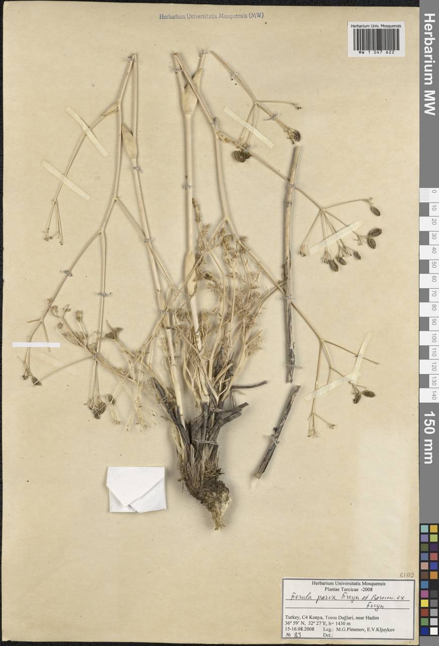 Ferula parva Freyn & Bornm., Зарубежная Азия (ASIA) (Турция)