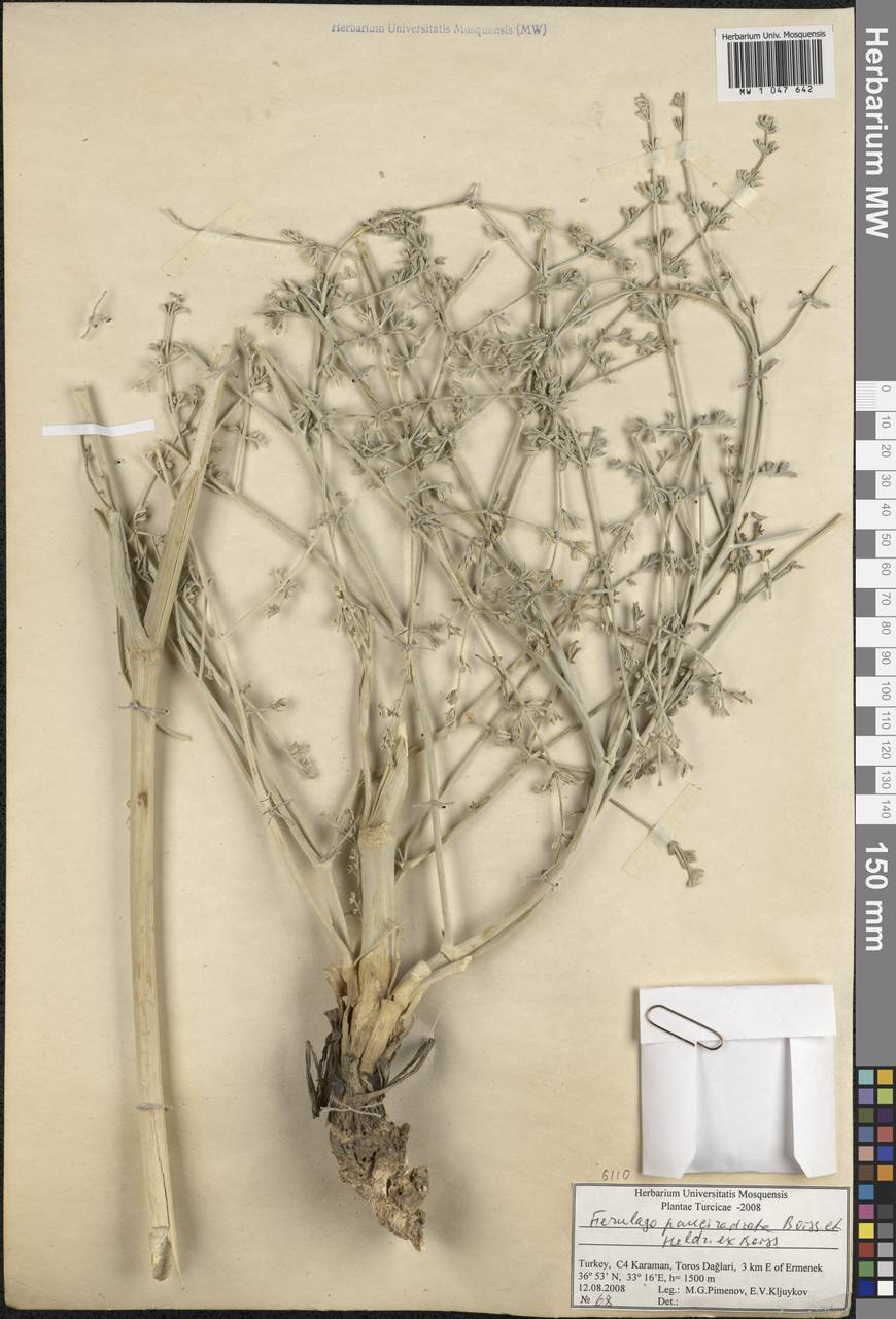 Ferulago armena (DC.) Bernardi, Зарубежная Азия (ASIA) (Турция)