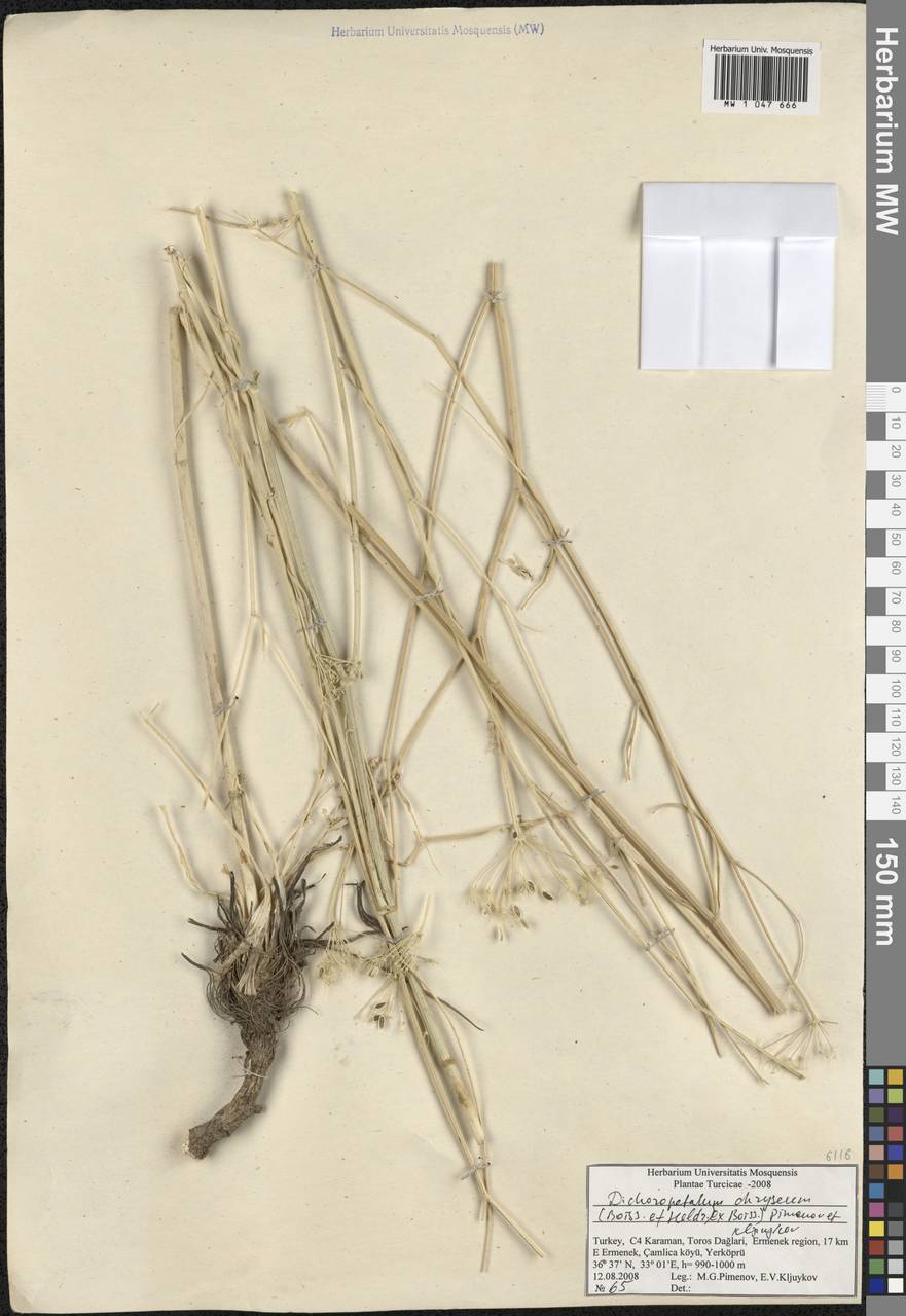Dichoropetalum chryseum (Boiss. & Heldr.) Pimenov & Kljuykov, Зарубежная Азия (ASIA) (Турция)