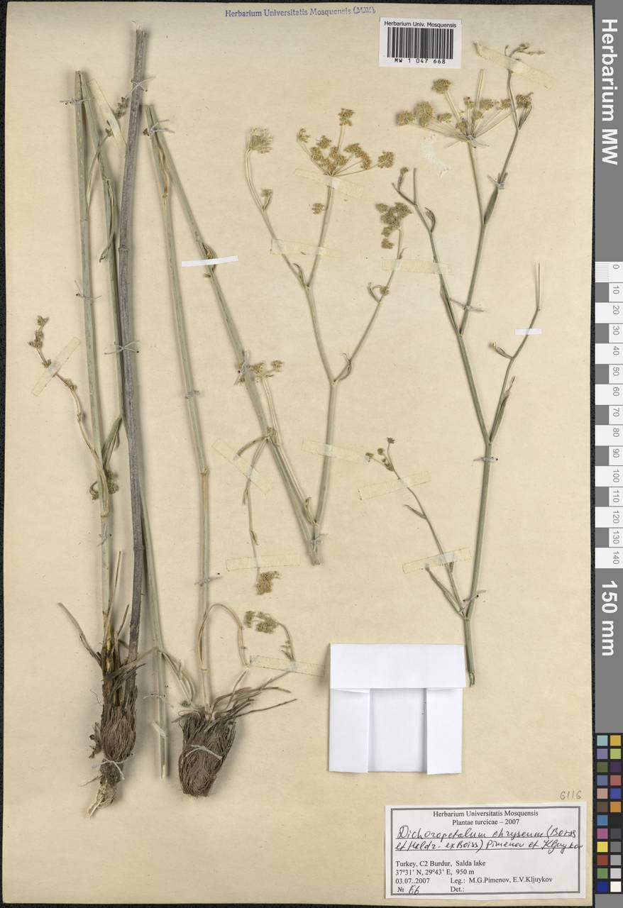 Dichoropetalum chryseum (Boiss. & Heldr.) Pimenov & Kljuykov, Зарубежная Азия (ASIA) (Турция)