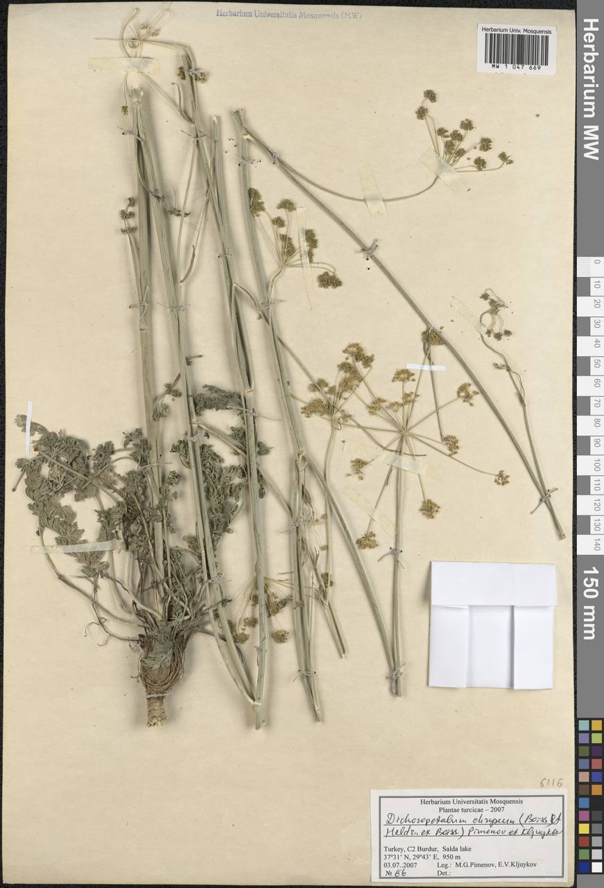 Dichoropetalum chryseum (Boiss. & Heldr.) Pimenov & Kljuykov, Зарубежная Азия (ASIA) (Турция)