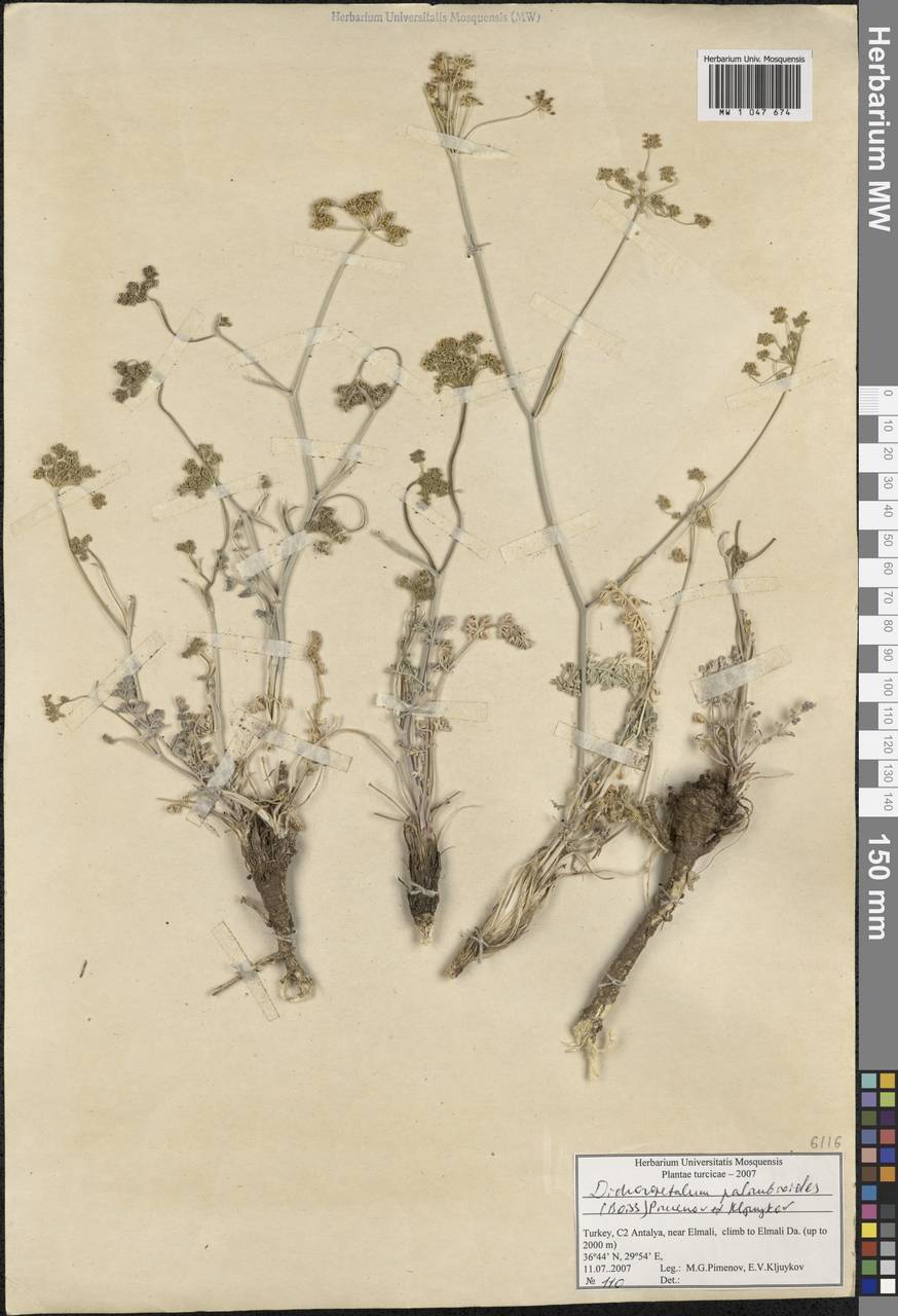 Dichoropetalum palimbioides (Boiss.) Pimenov & Kljuykov, Зарубежная Азия (ASIA) (Турция)