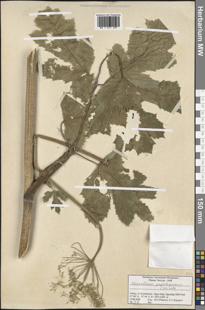 Heracleum paphlagonicum Czeczott, Зарубежная Азия (ASIA) (Турция)