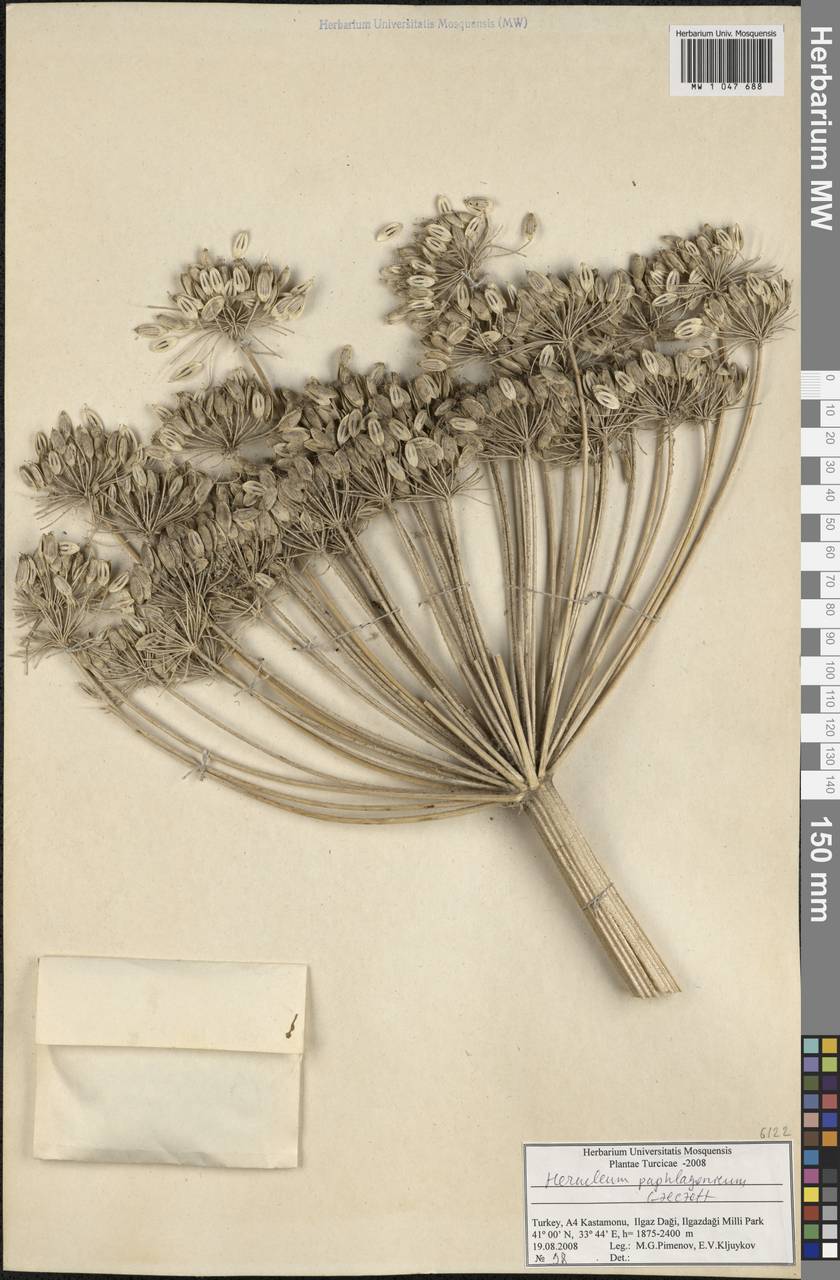 Heracleum paphlagonicum Czeczott, Зарубежная Азия (ASIA) (Турция)