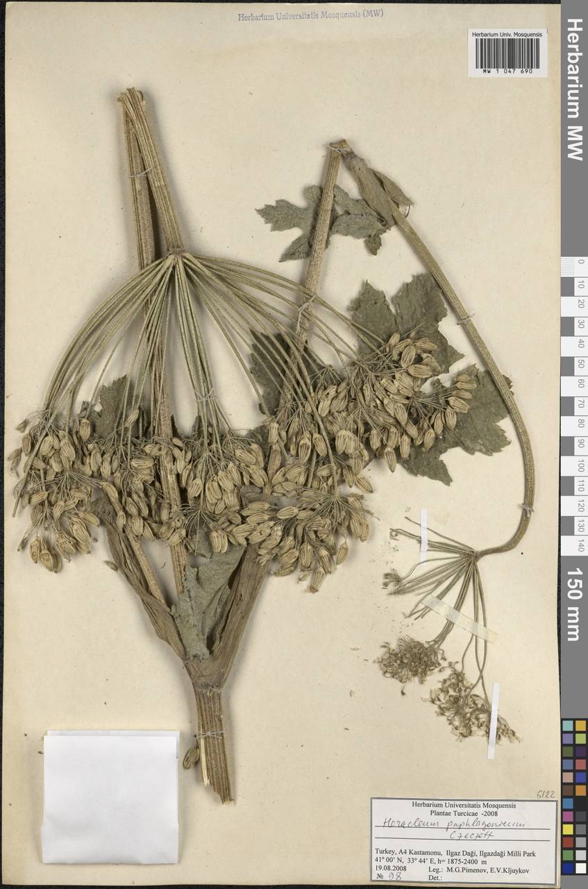 Heracleum paphlagonicum Czeczott, Зарубежная Азия (ASIA) (Турция)