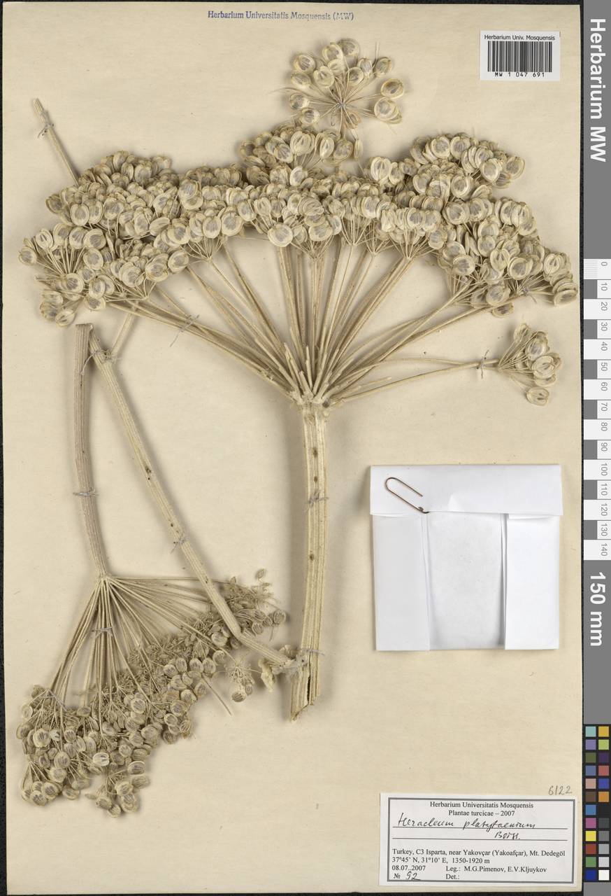 Heracleum platytaenium Boiss., Зарубежная Азия (ASIA) (Турция)