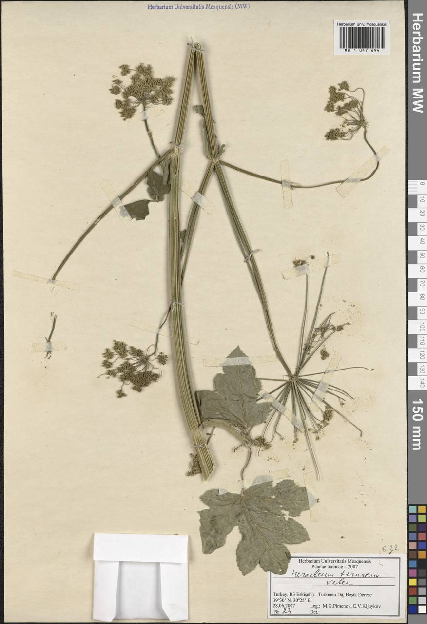 Heracleum sphondylium subsp. ternatum (Velen.) Brummitt, Зарубежная Азия (ASIA) (Турция)
