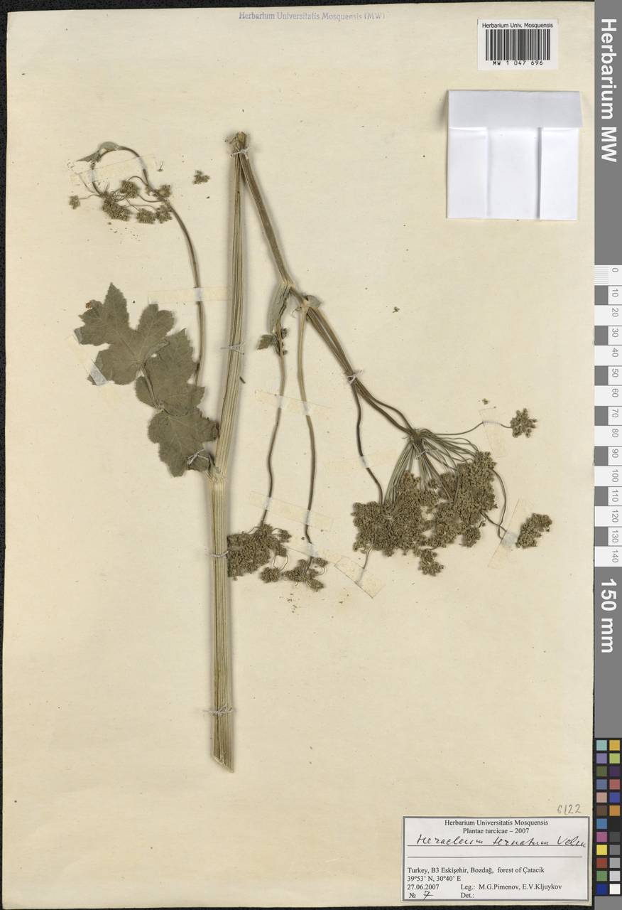 Heracleum sphondylium subsp. ternatum (Velen.) Brummitt, Зарубежная Азия (ASIA) (Турция)
