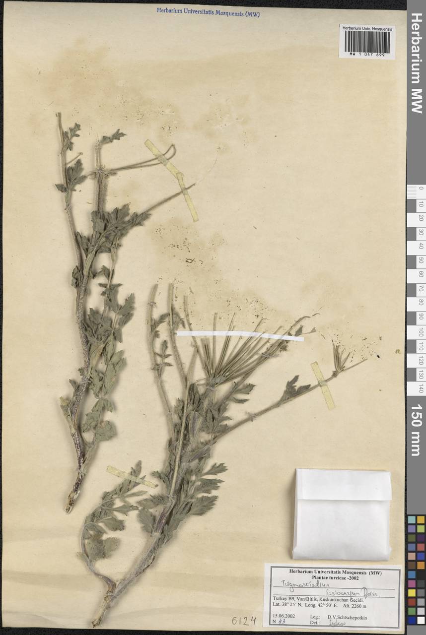 Trigonosciadium lasiocarpum (Boiss.) Alava, Зарубежная Азия (ASIA) (Турция)