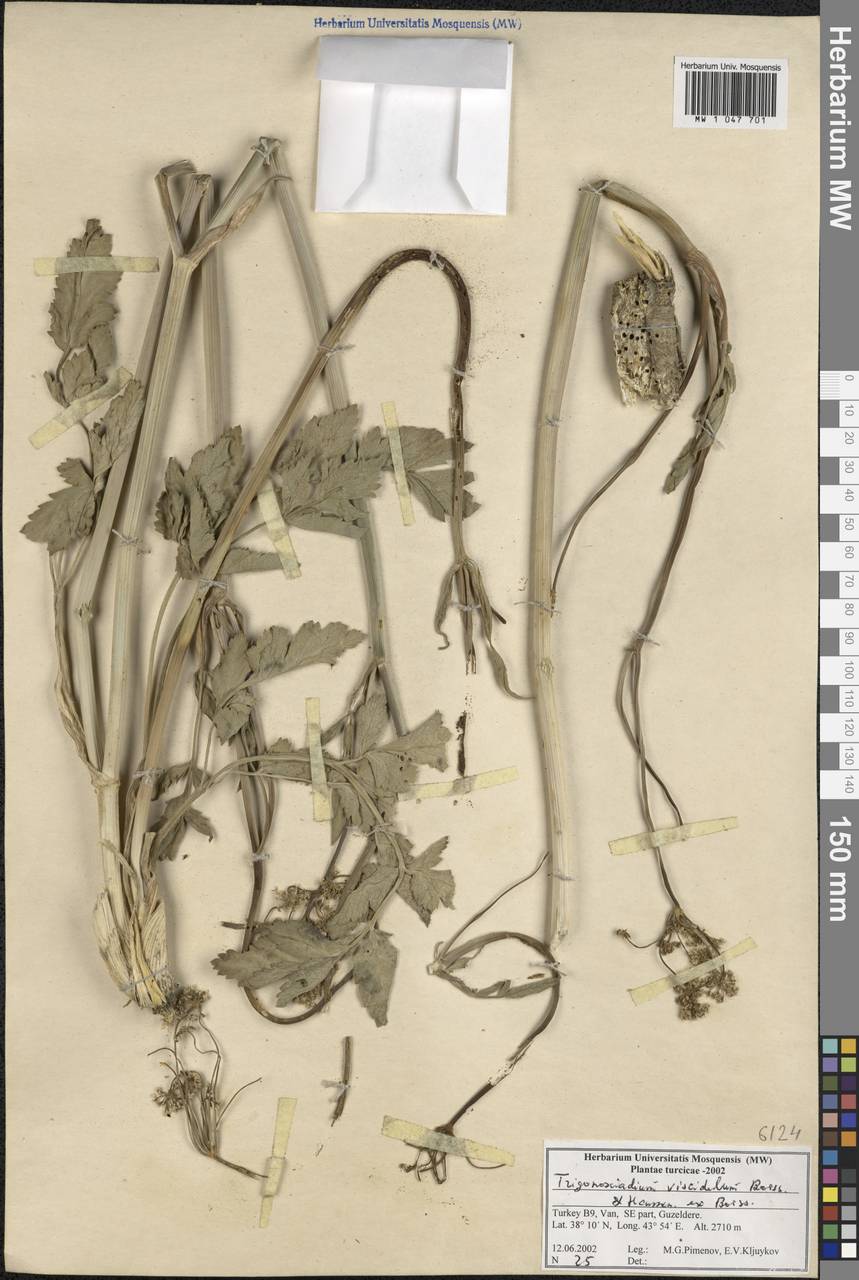 Trigonosciadium viscidulum Boiss. & Hausskn., Зарубежная Азия (ASIA) (Турция)