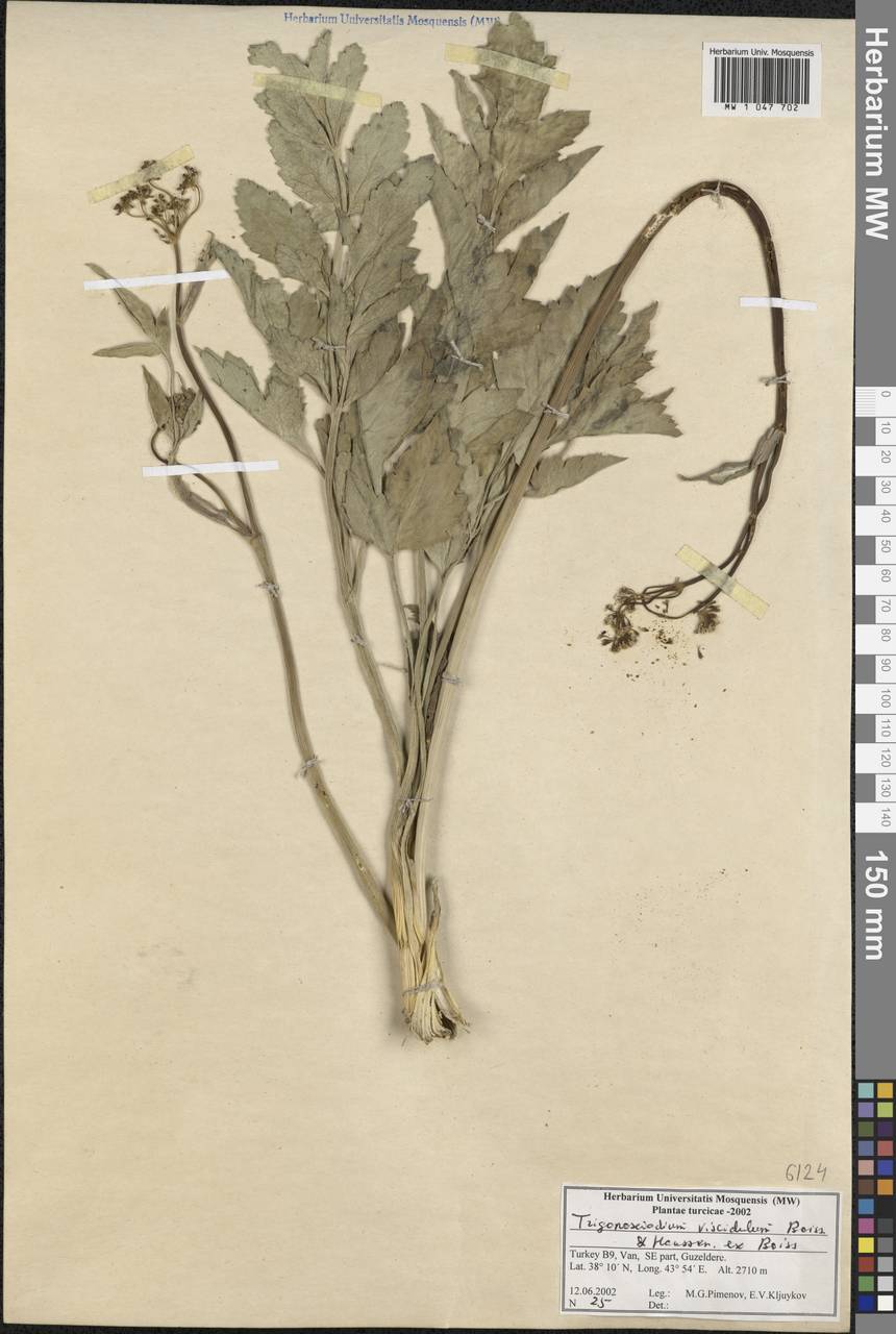 Trigonosciadium viscidulum Boiss. & Hausskn., Зарубежная Азия (ASIA) (Турция)