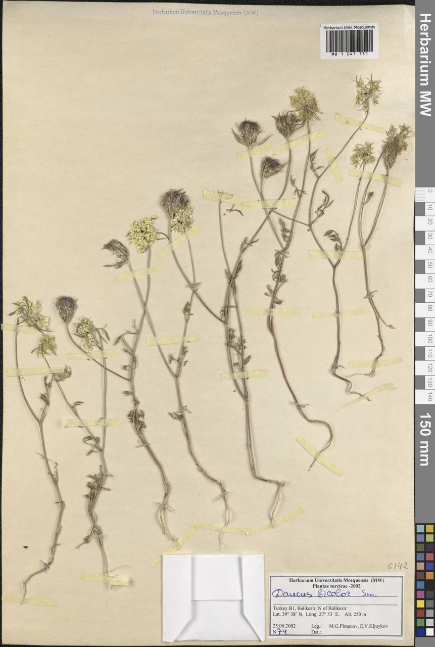 Daucus guttatus subsp. guttatus, Зарубежная Азия (ASIA) (Турция)