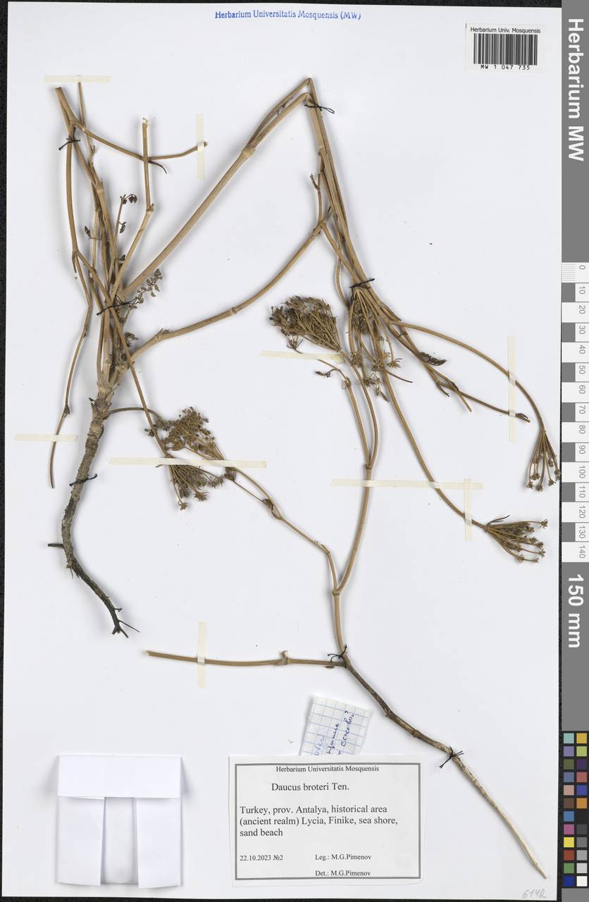 Daucus broteri Ten., Зарубежная Азия (ASIA) (Турция)